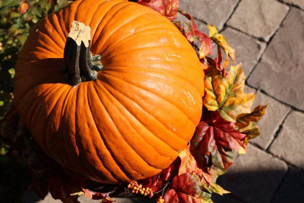 fall_has_come_by_elksongredfeather-d82rjr51