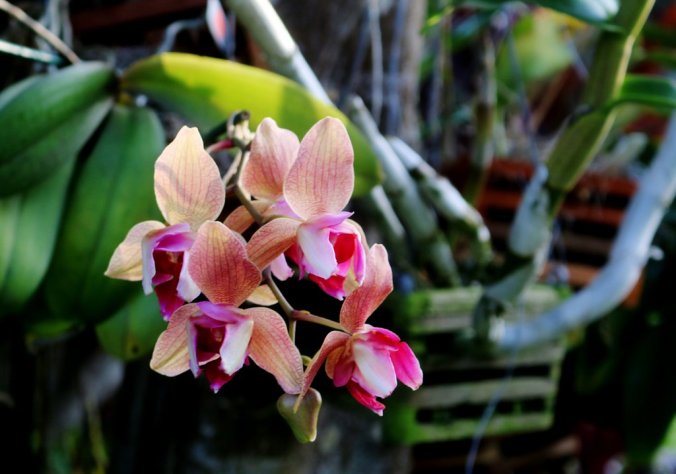 orchids.jpg
