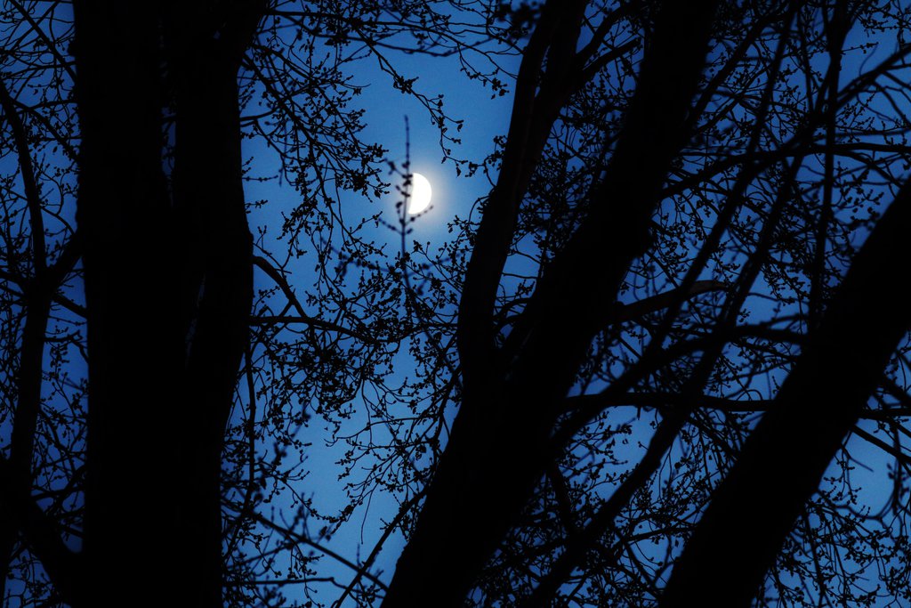 bluetreemoon