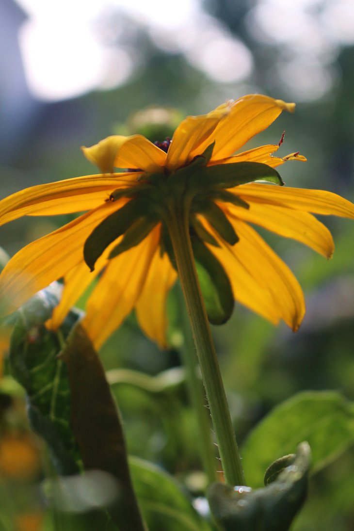 black_eyed_susan_by_elksongredfeather-d7qx6m32