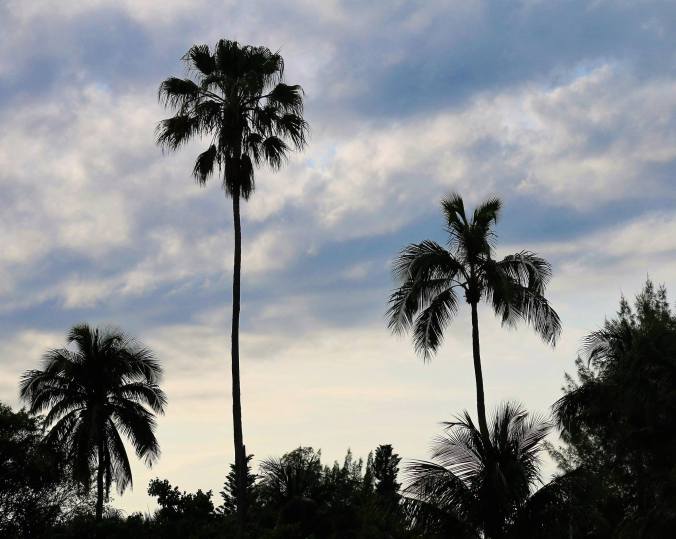 12885790_204780769898995_1357643562148780948_o[1]