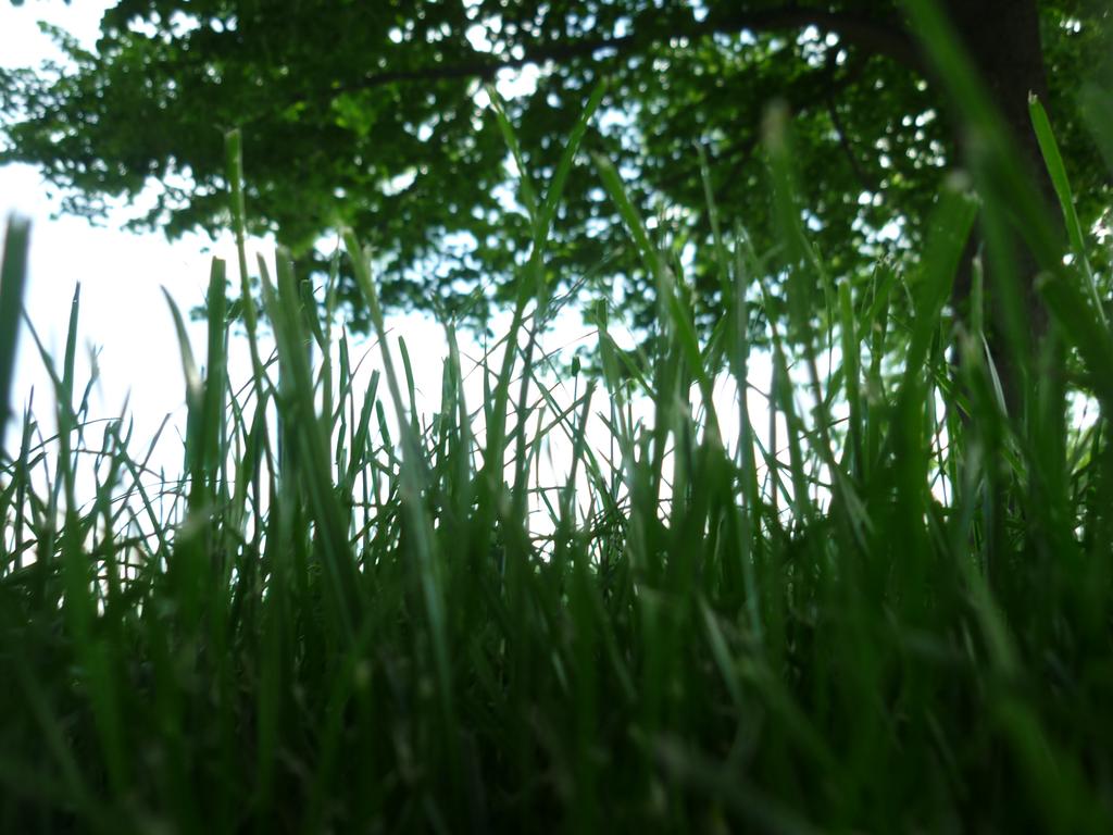 grass