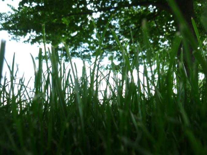 grass
