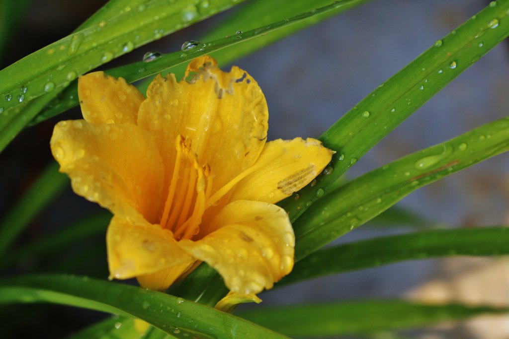 daffodil_morning_by_elksongredfeather-d7qx6ko[1]